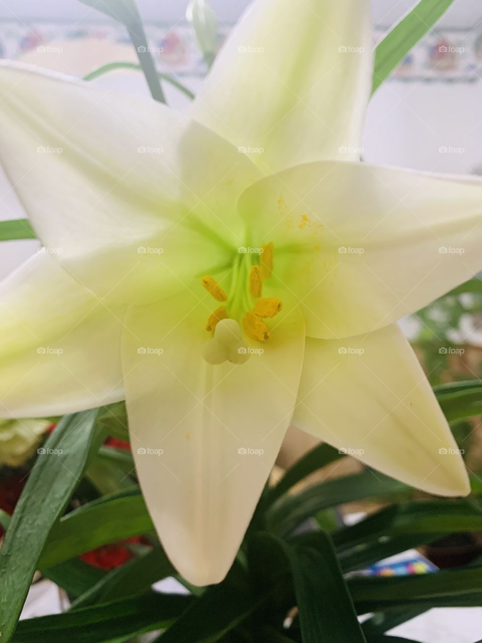 Easter Lily 