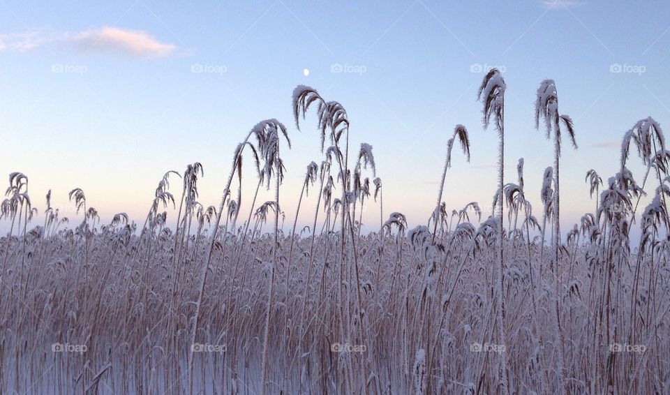 Grass in snow