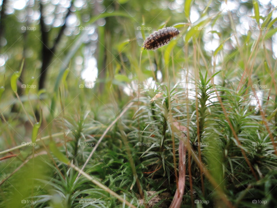 green nature landscape in the park spring time and insect