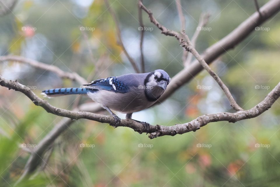 Blue jay