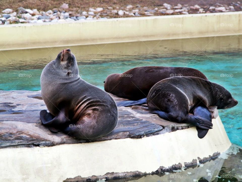 Seals in the ZOO