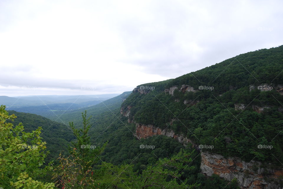 High angle of  the Forest