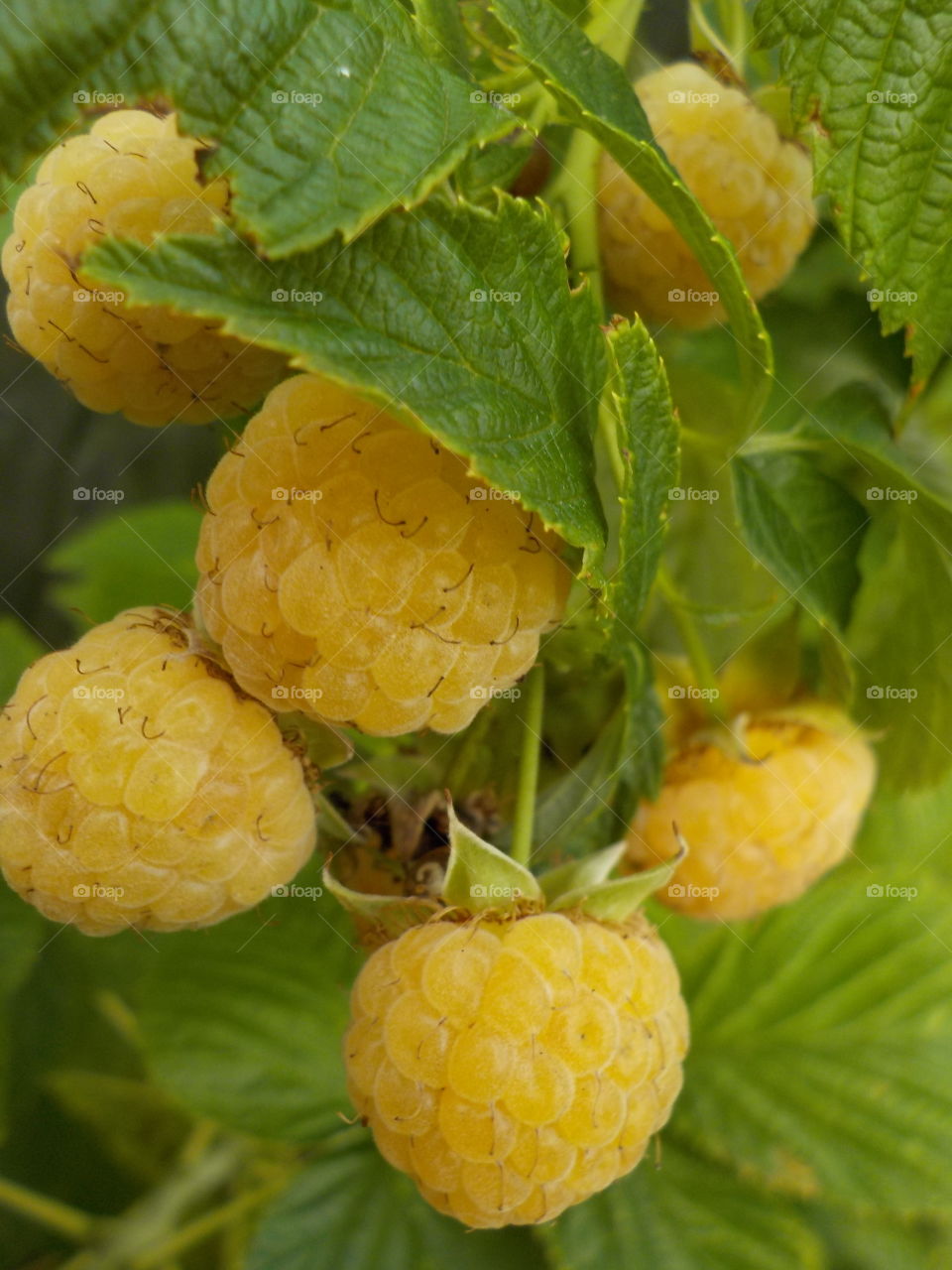 Close-up of yellow raspberry