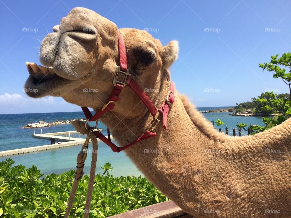 Rooster, the Camel