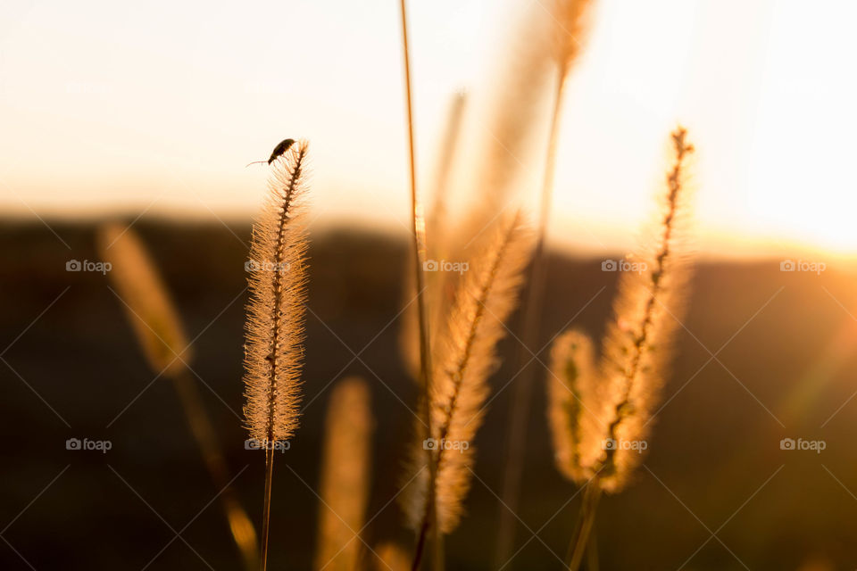 Foap, My Favorite Moment: A spotted cucumber beetle perches atop a foxtail weed during golden hour as the sun sinks low in the west. 