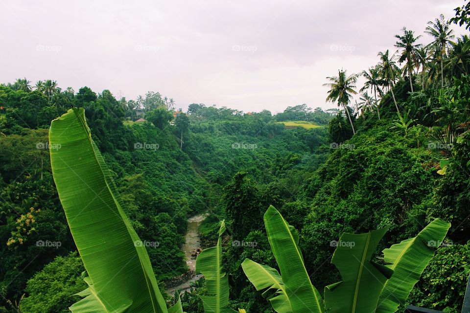 Tropical farm Indonesia 