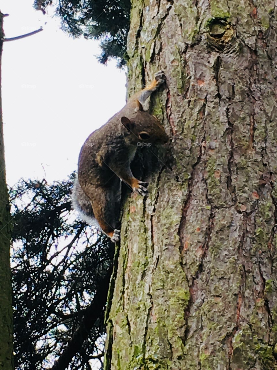 Close up of squirrel climbing on pine tree trunk bark in my garden in England 