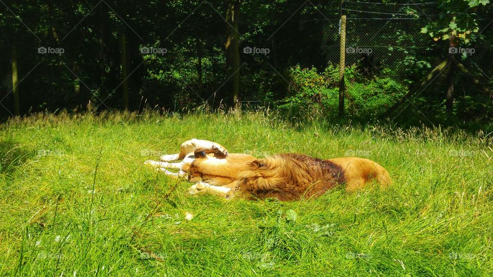 sleepy lions. couple of lions taking a siesta