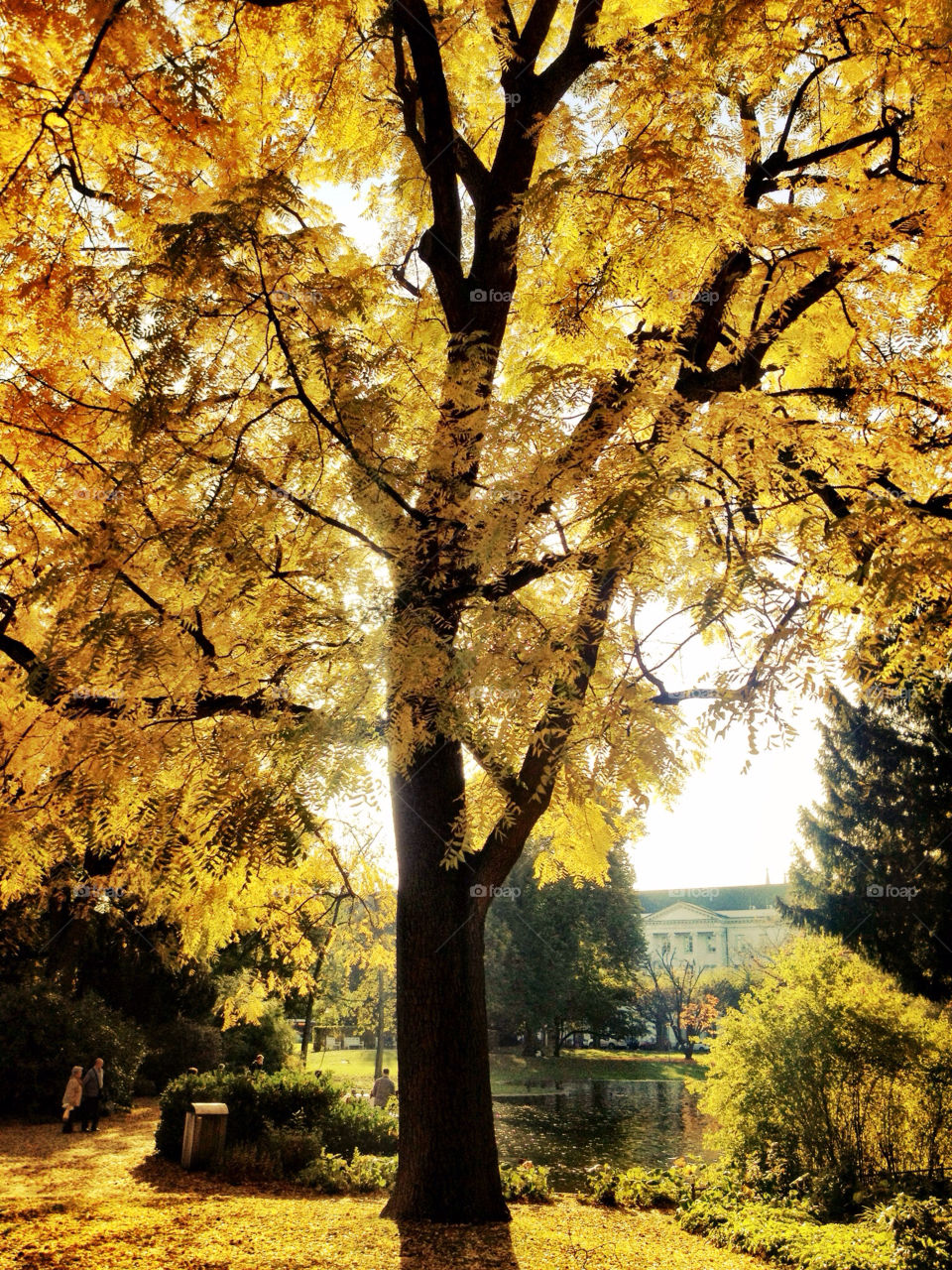 yellow tree fall autumn by dferriot