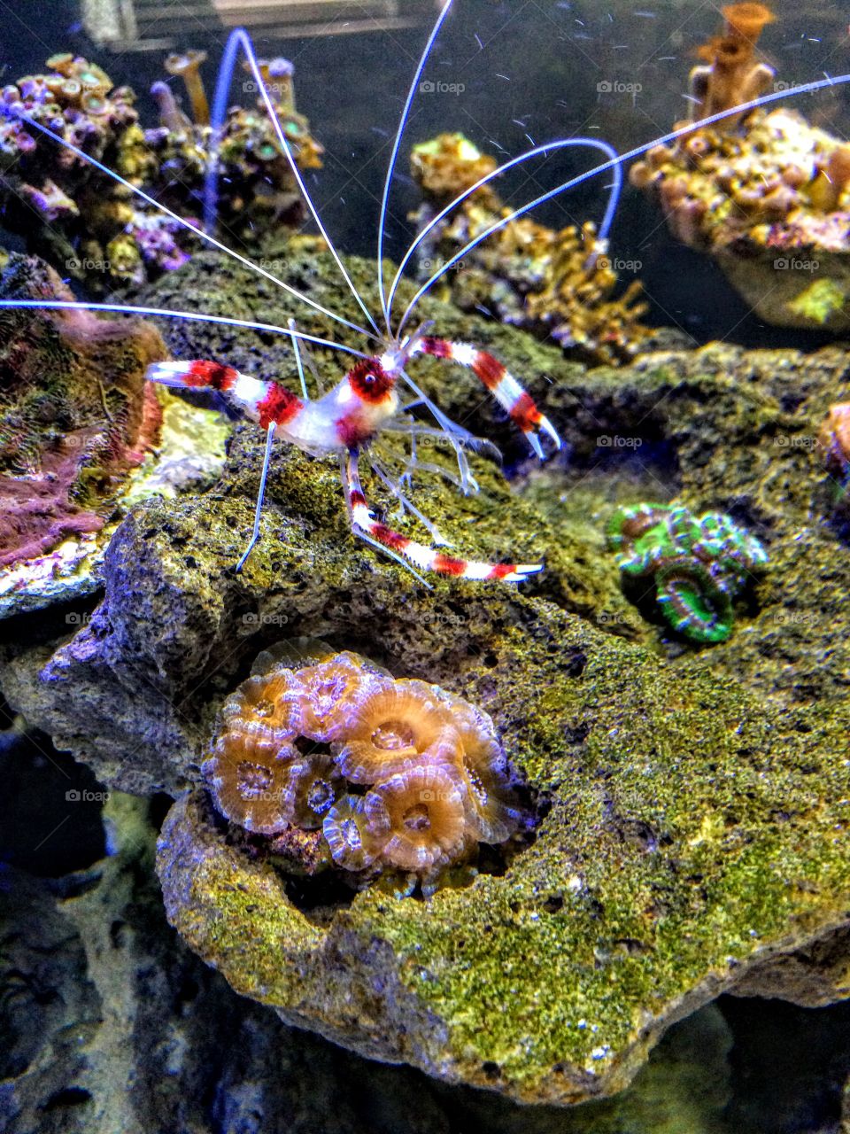 Coral banded shrimp munchies 
