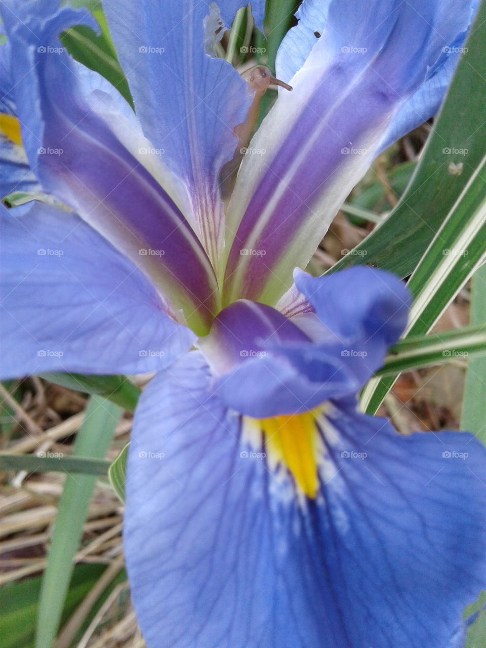 blue iris macro