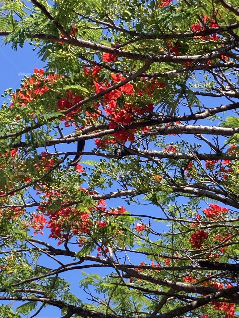 Paisagem de galhos de árvore  com flores vermelhas em abundância. Fundo formado por céu azul e limpo.
