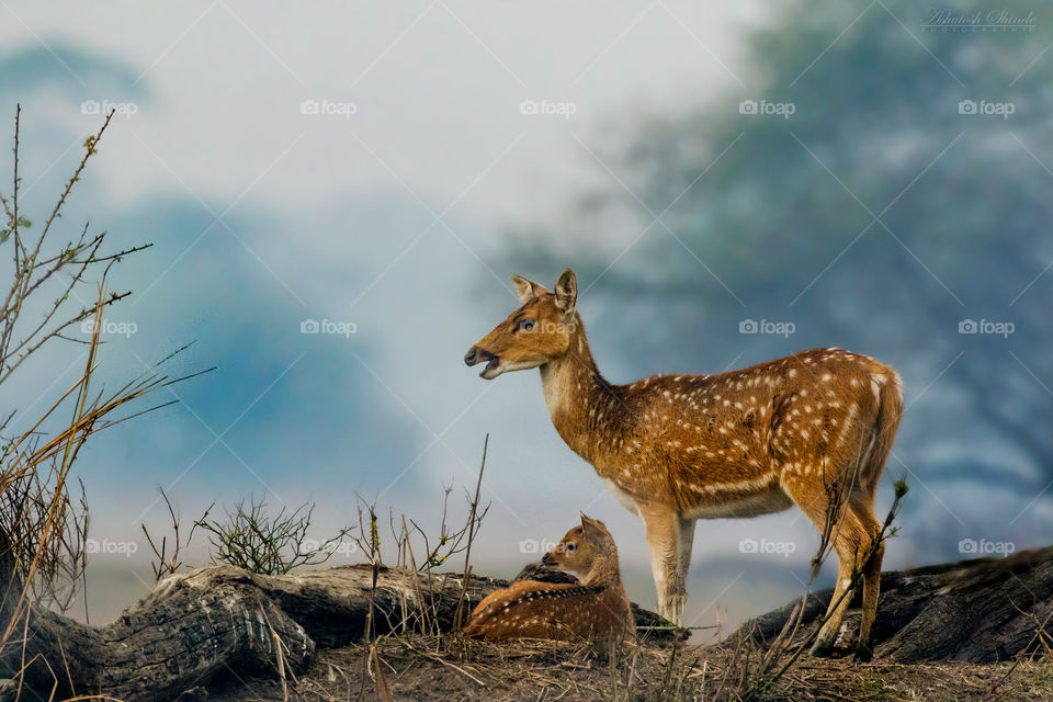 deer and fawn