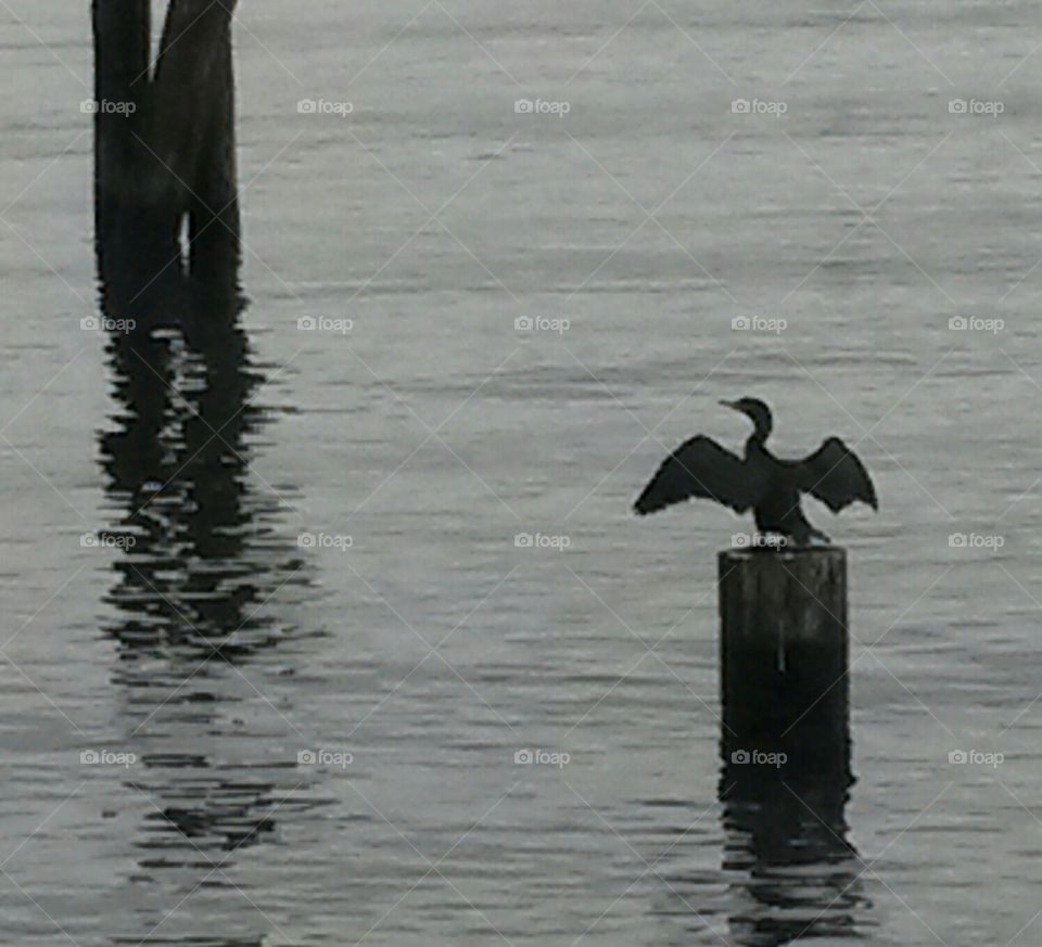 Cormorant