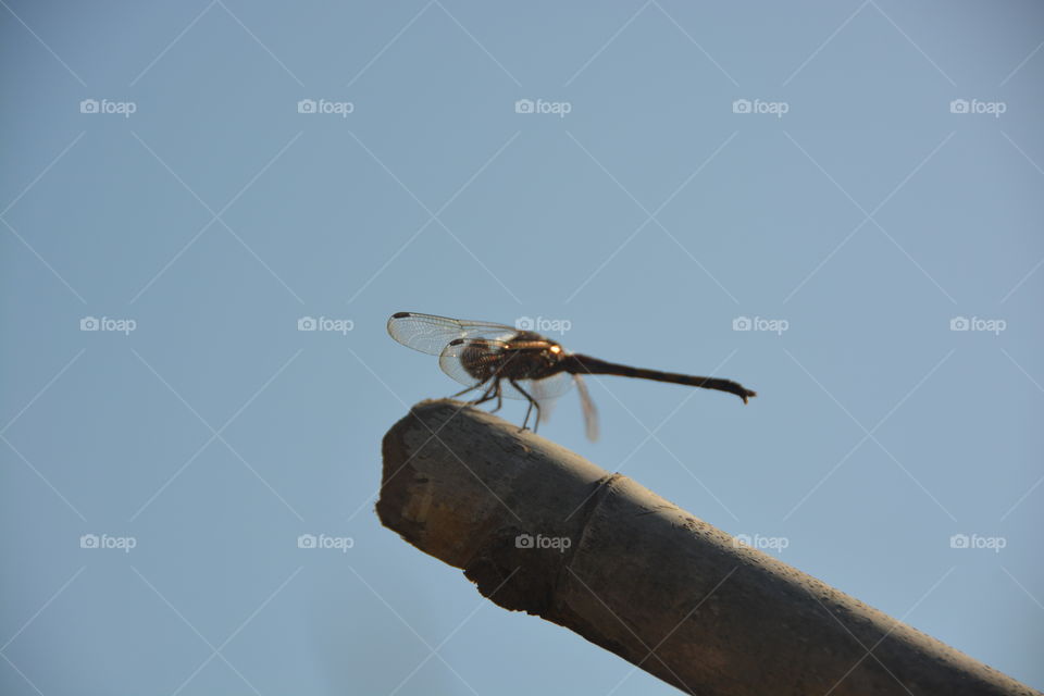 Dragonfly rest on bamboo