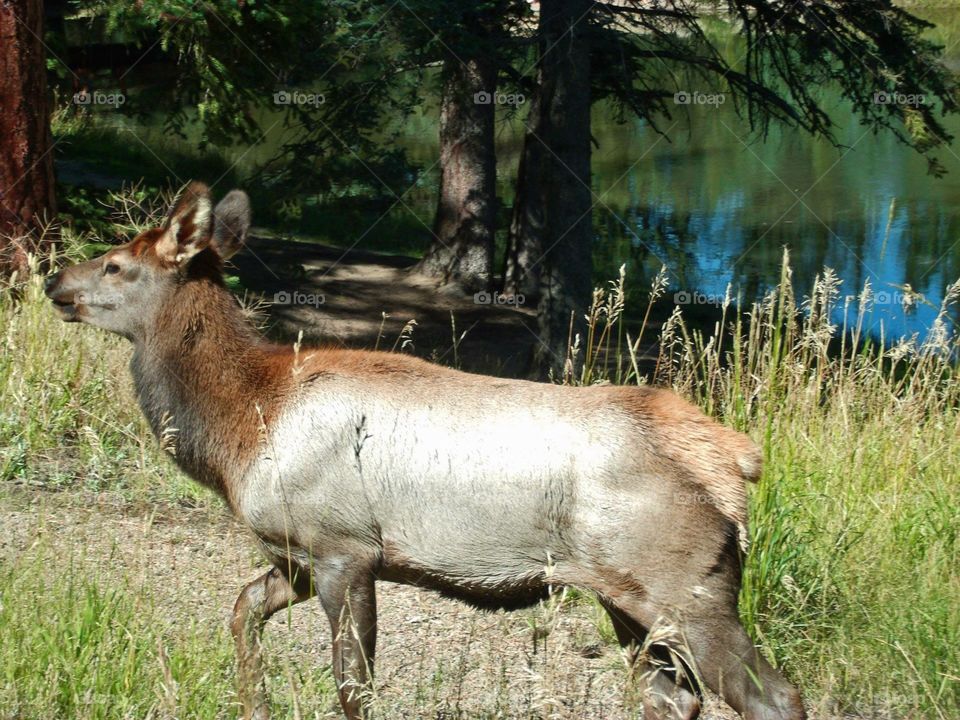 Elk outside Estes Park, CO.