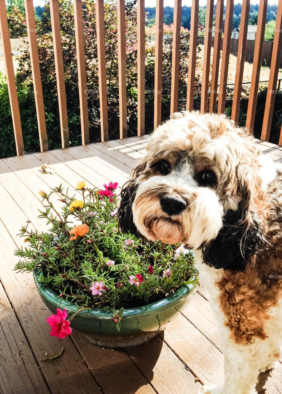 Not eating the flowers