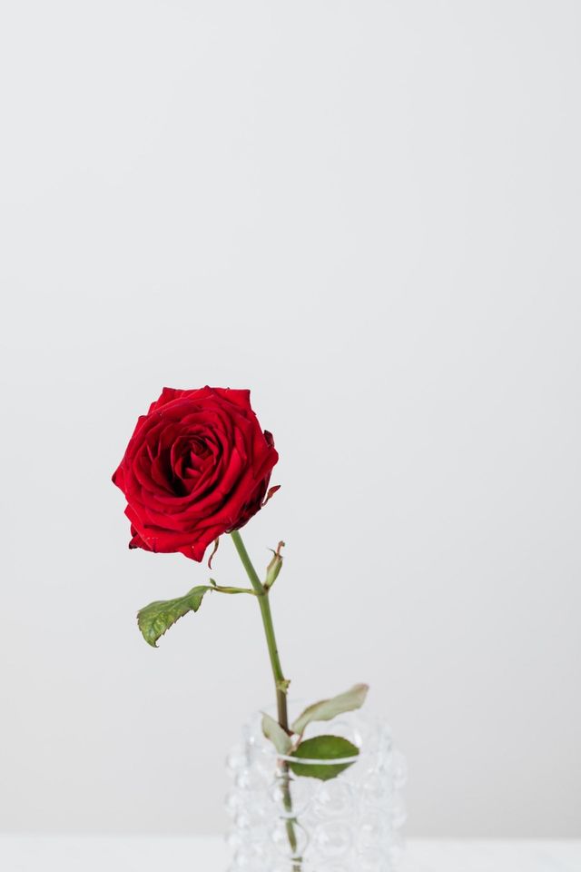 Red flower