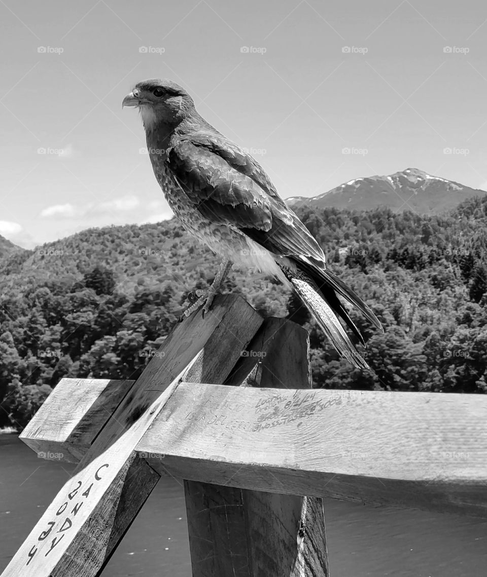 black and white bird