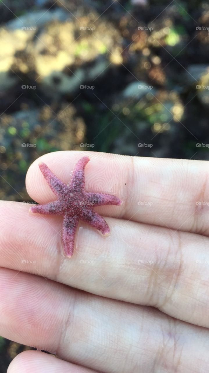 Baby starfish