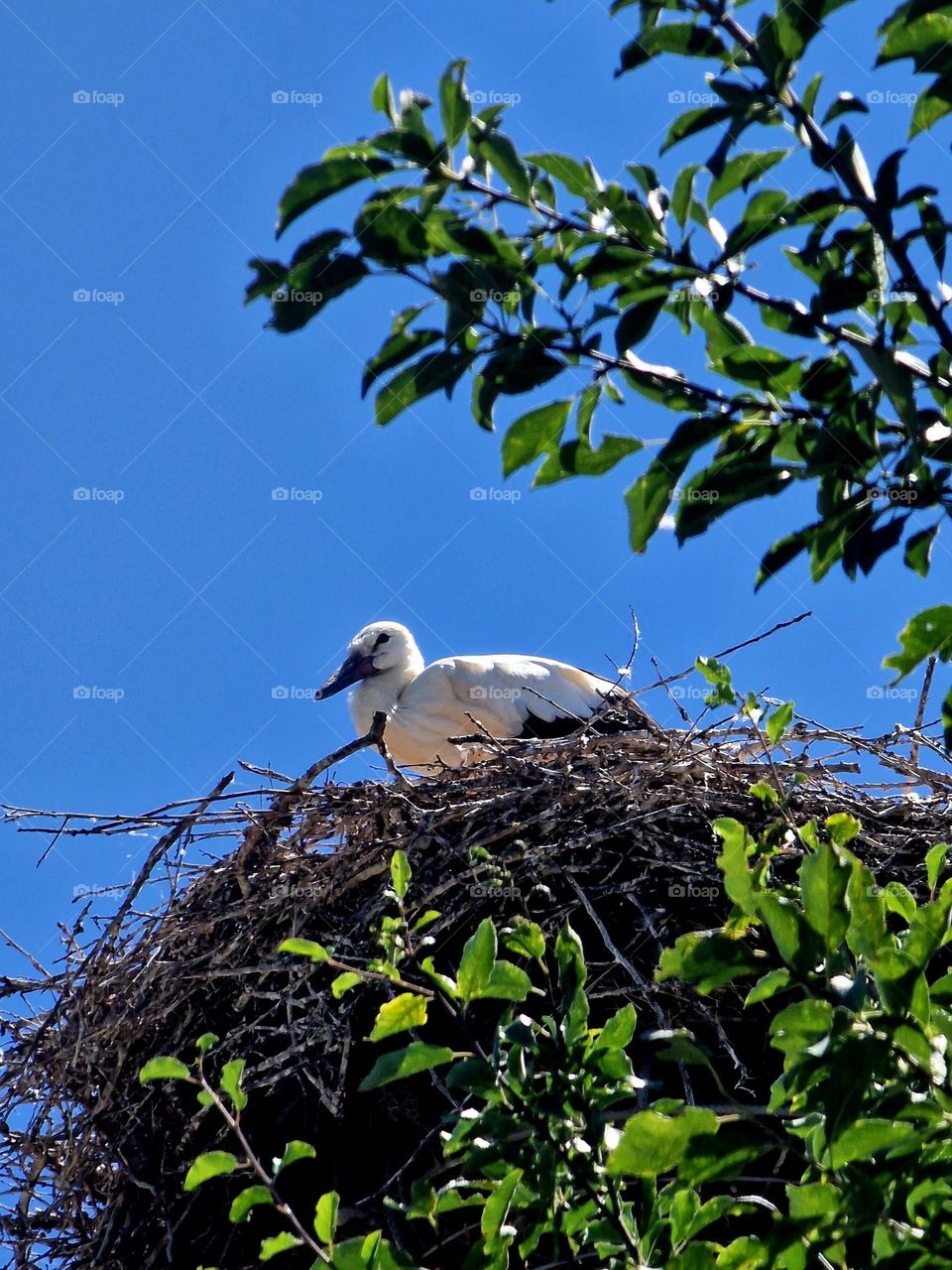 baby stork