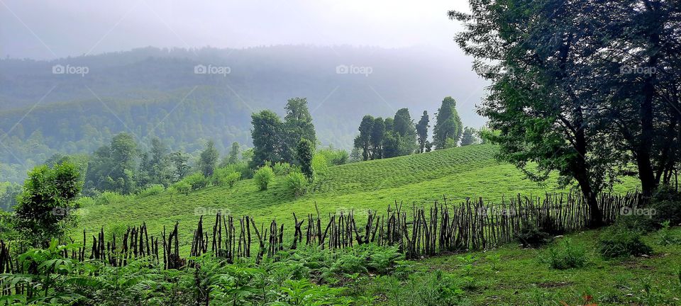 Tea gardens in the heart of the mountains