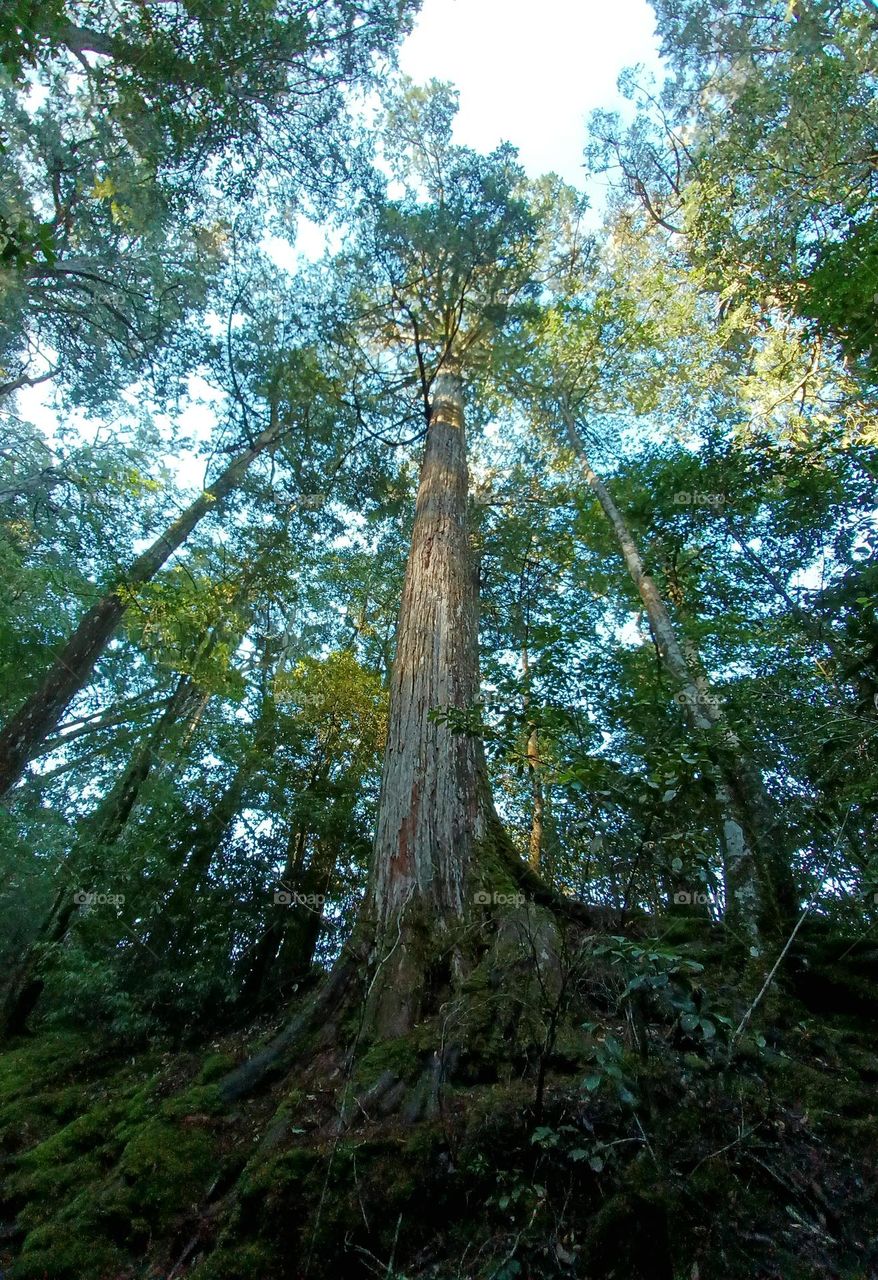 Looking up at the tree 2.