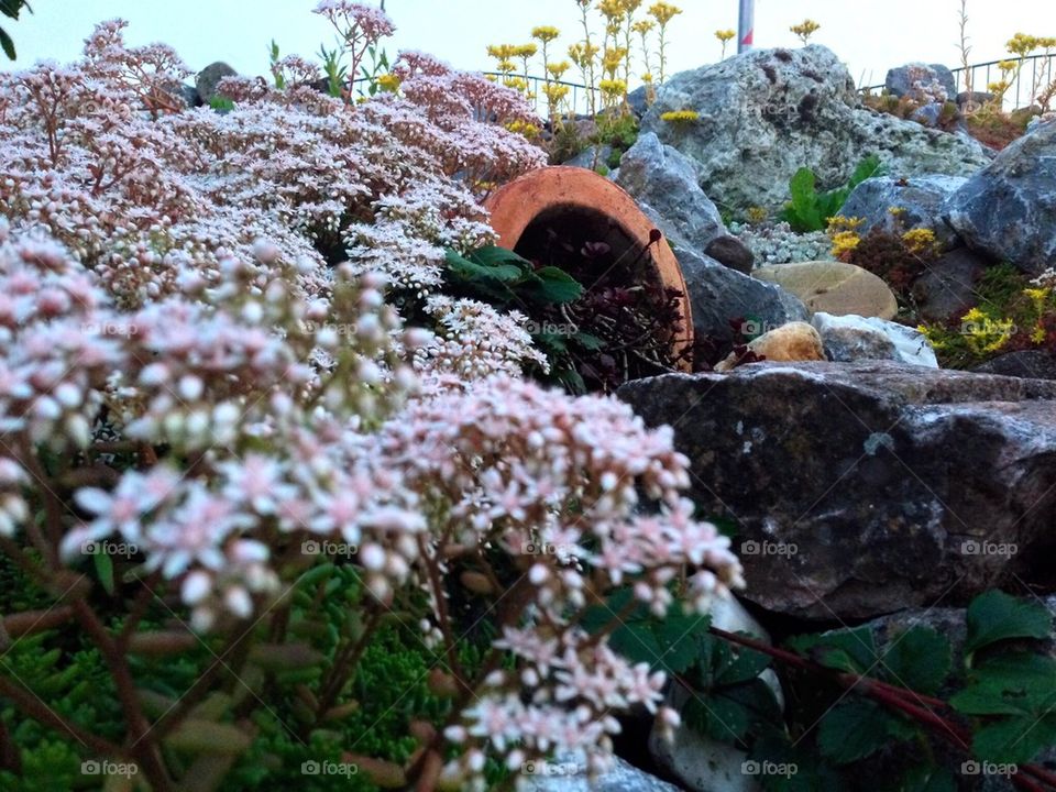 Stone and flower Garden