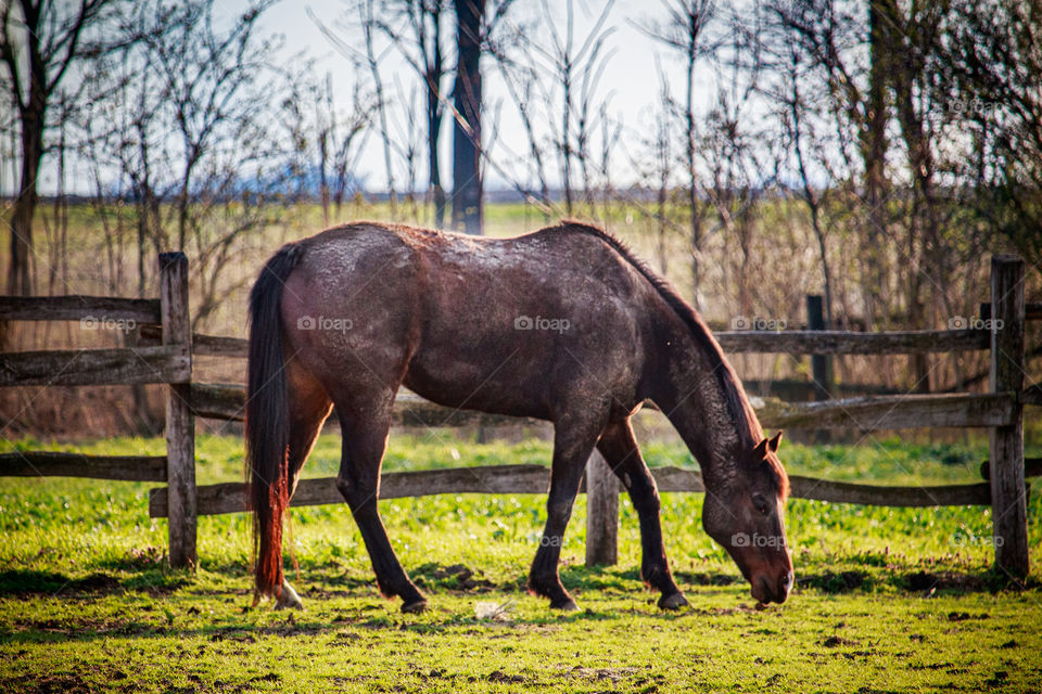 A horse at the field at the farm