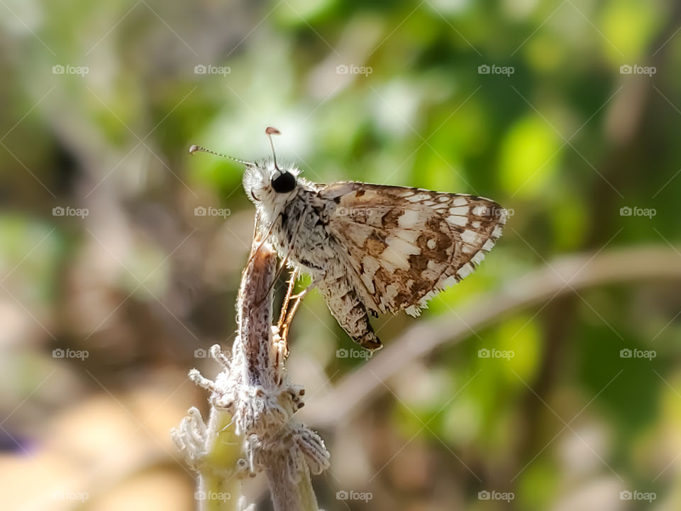 Checkered skipper butterfly