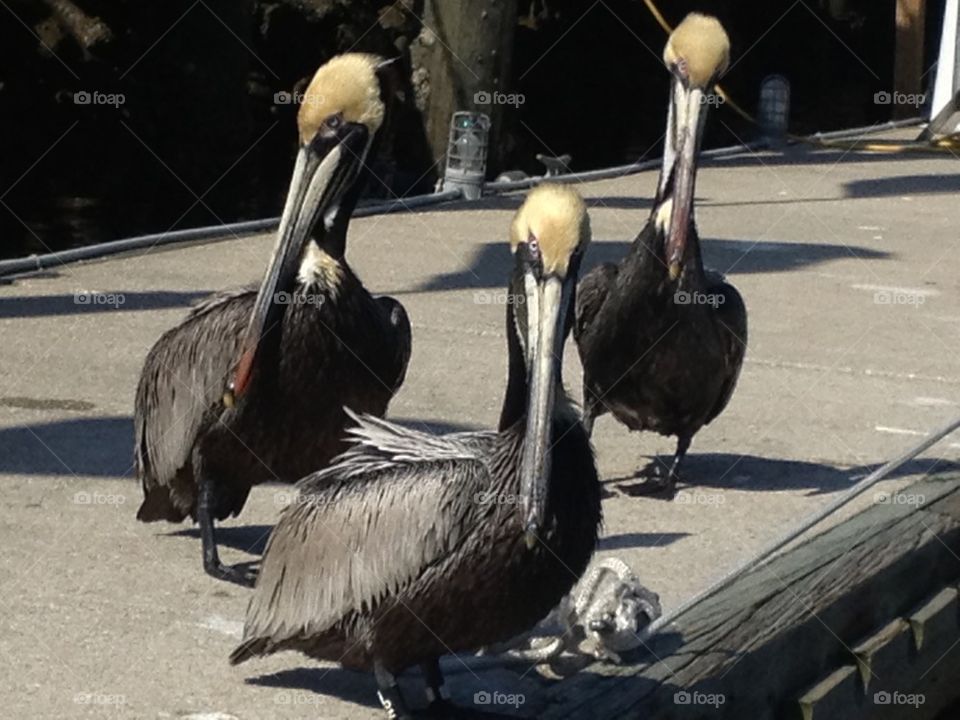 Pelicans