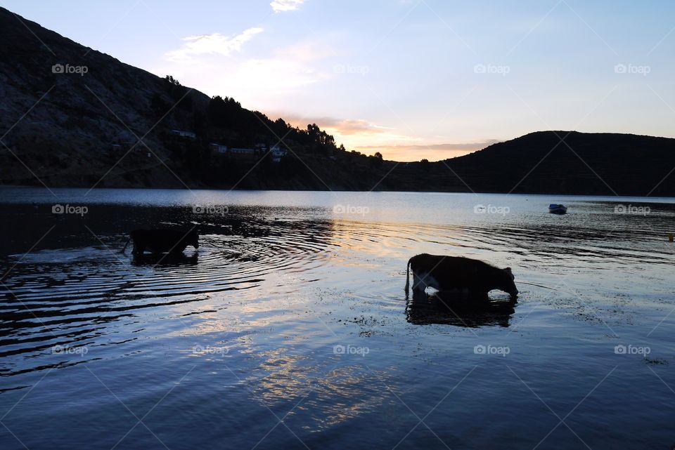 cows eating in lake titikaka 