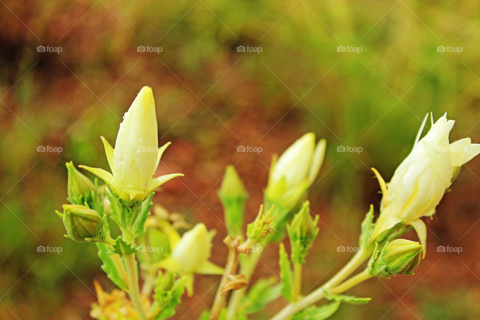 Flower After A Rain Shower