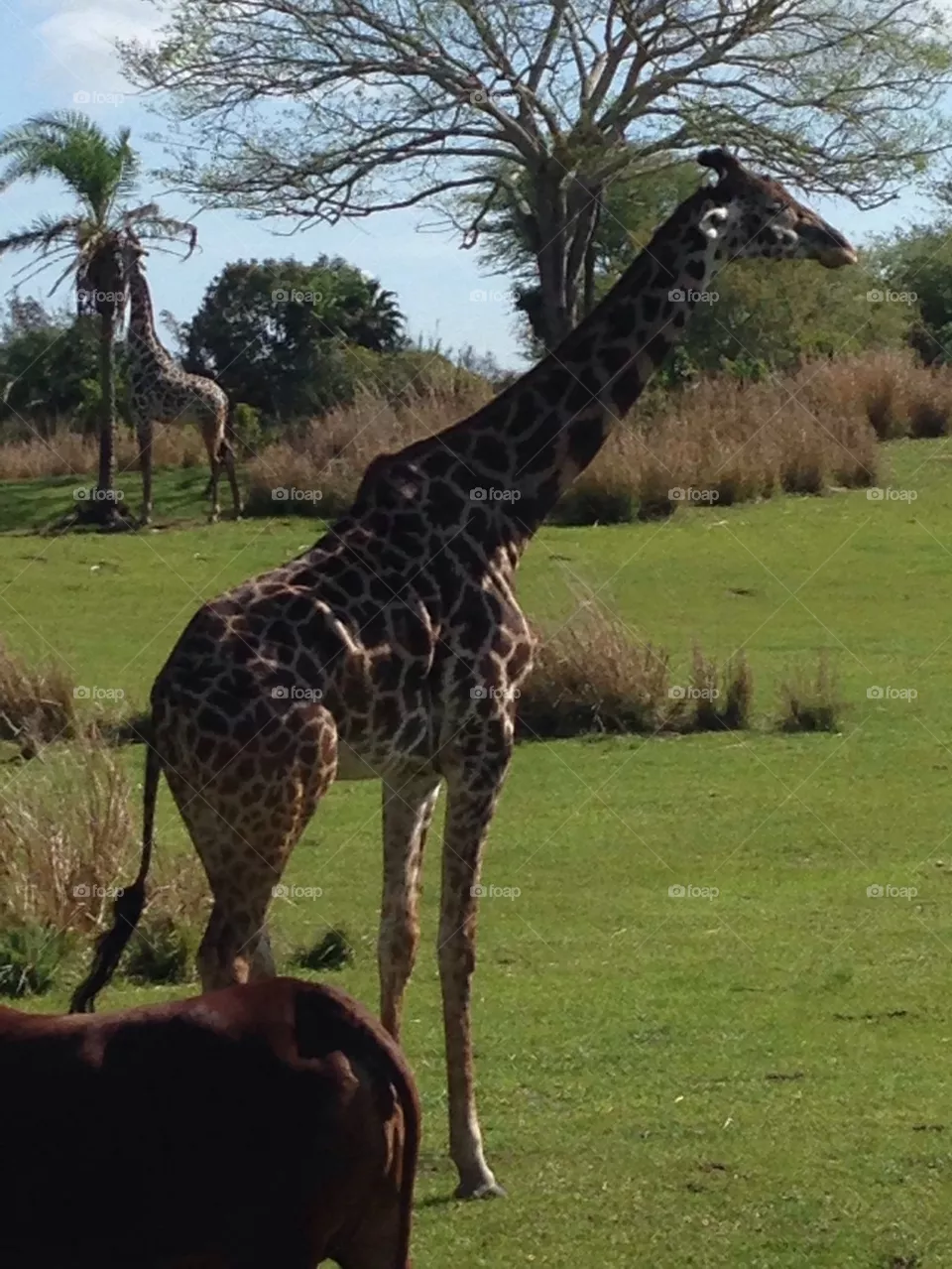 Giraffe 