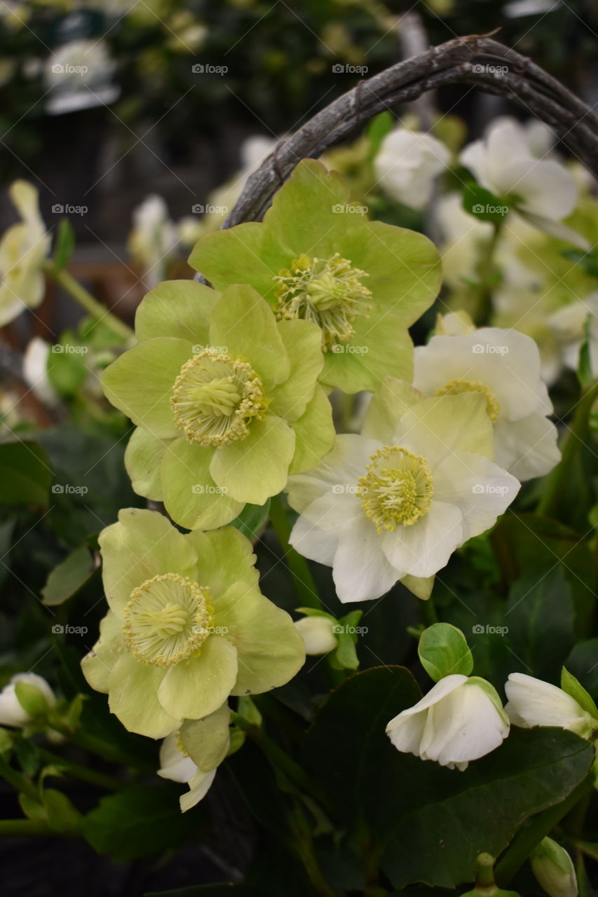 a wonderful christmas rose