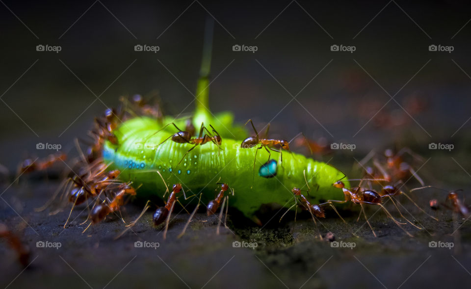 Ants killing caterpillar