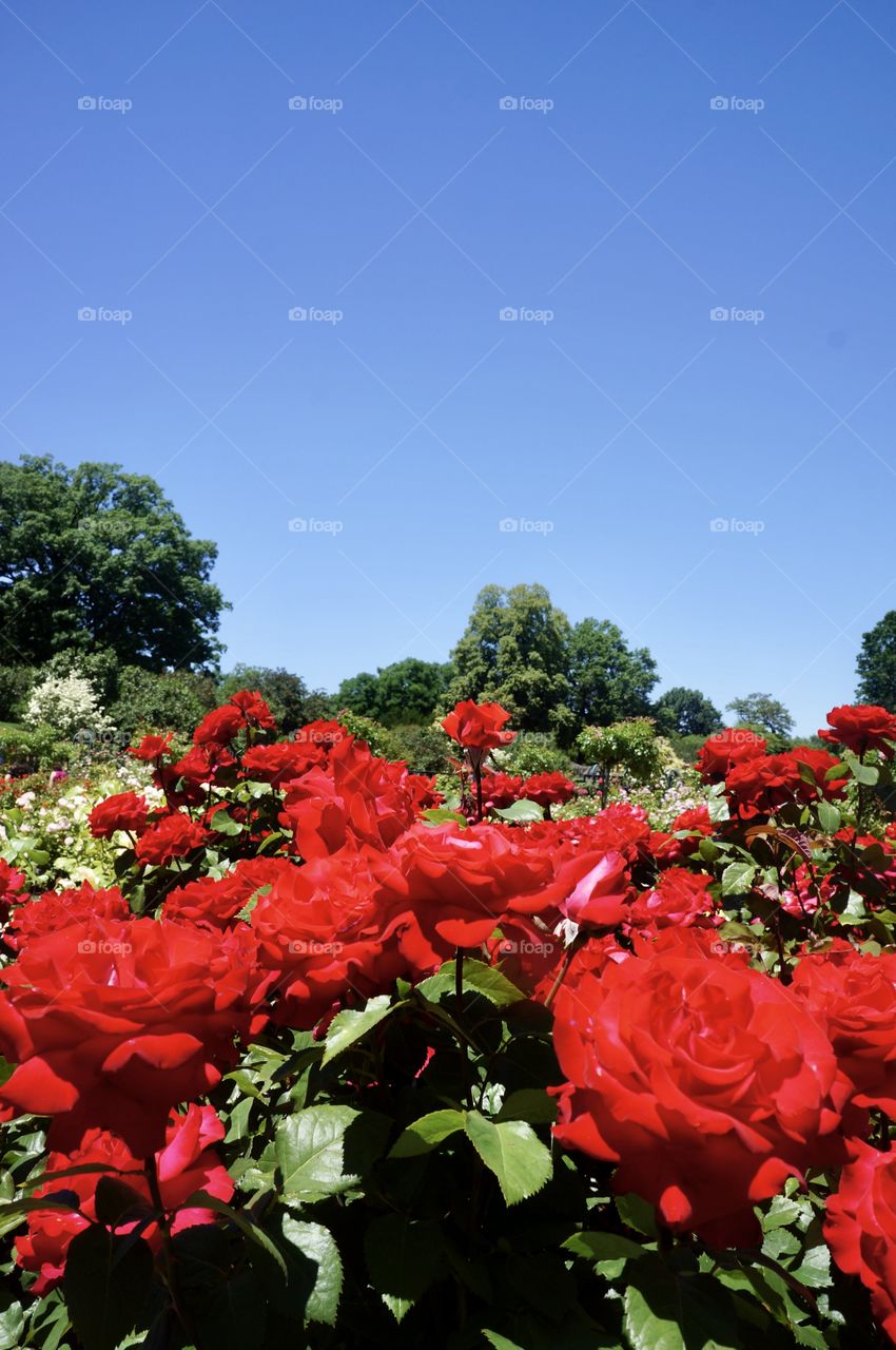 Red roses-symbolize love, romance  and passion. They are stunningly beautiful whether arranged in a bouquet or left in the landscape. 