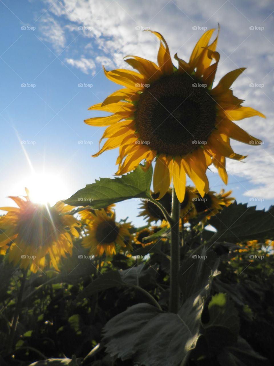 Sunflowers