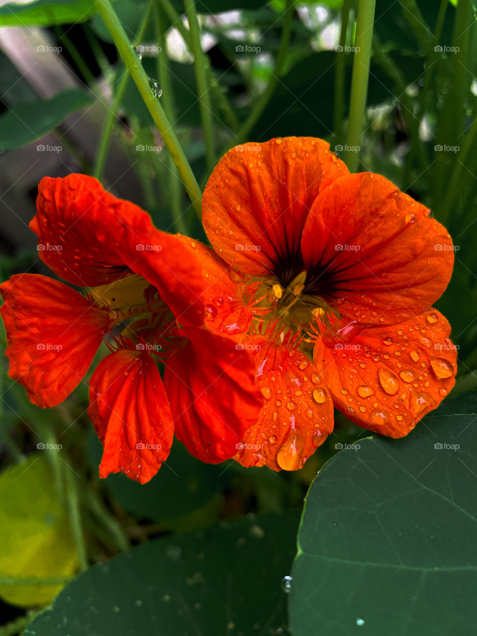 leaf rainfall green raindrops waterdrops droplets wet water rain drop outside nature outdoors elements dew dewdrops plant plants leafs Grass splashes phone photography flower flowers red Orange