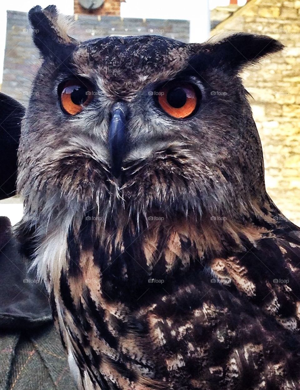 Owl