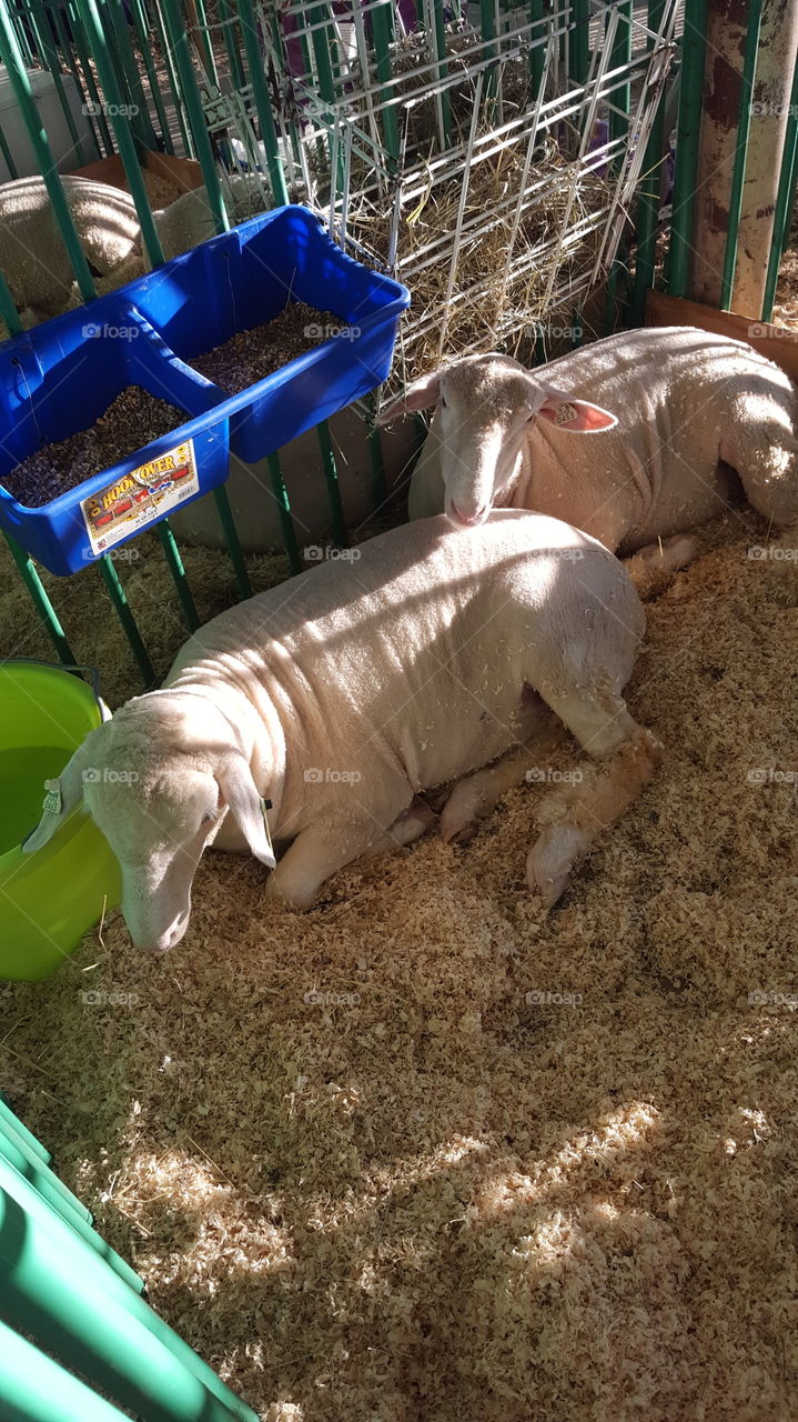 sheep resting at the fair