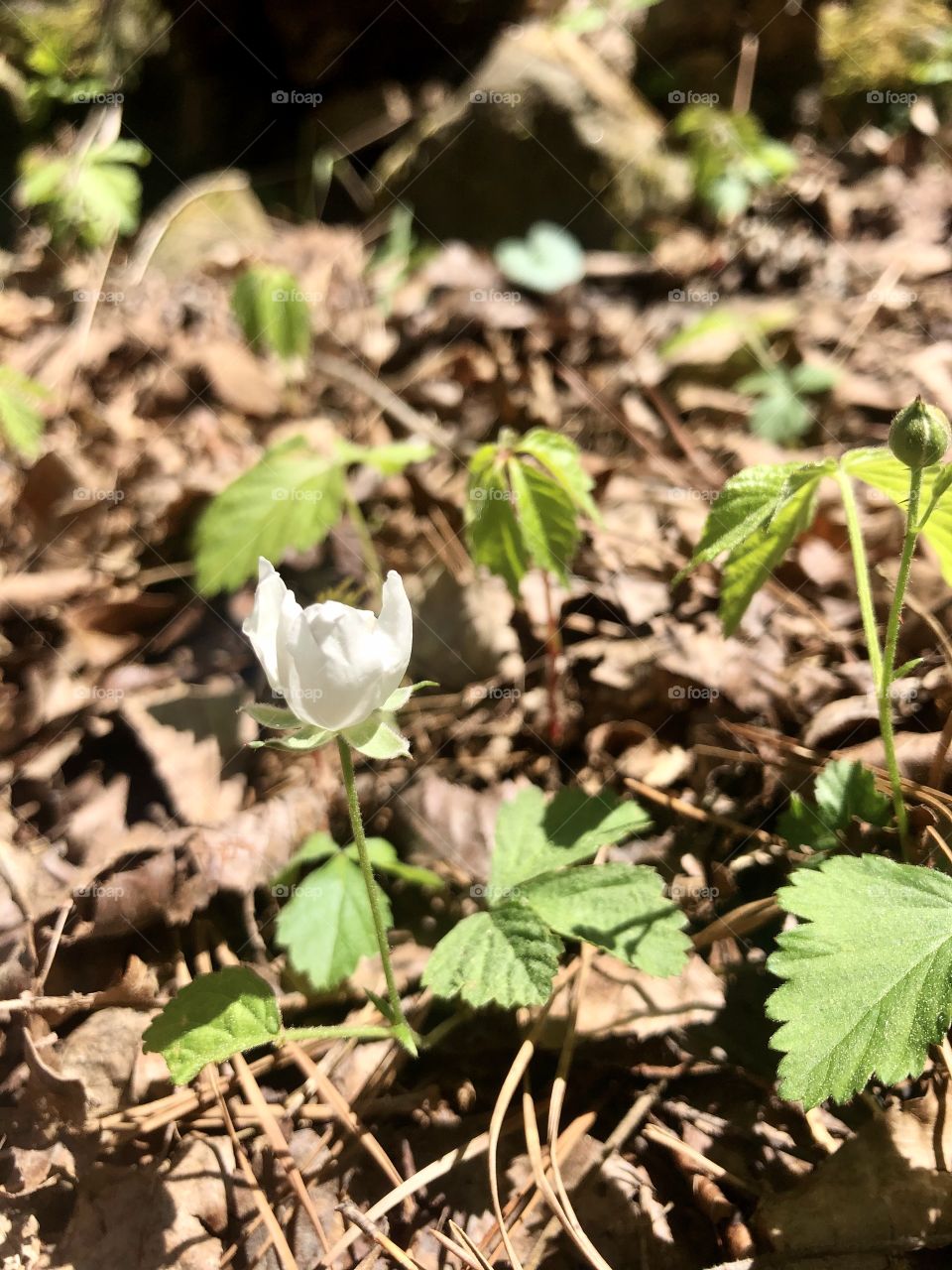 Wild blackberries beginning to flower in spring 