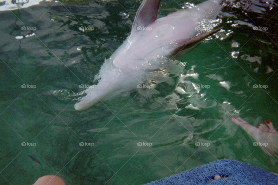 Dolphin Belly rub. 