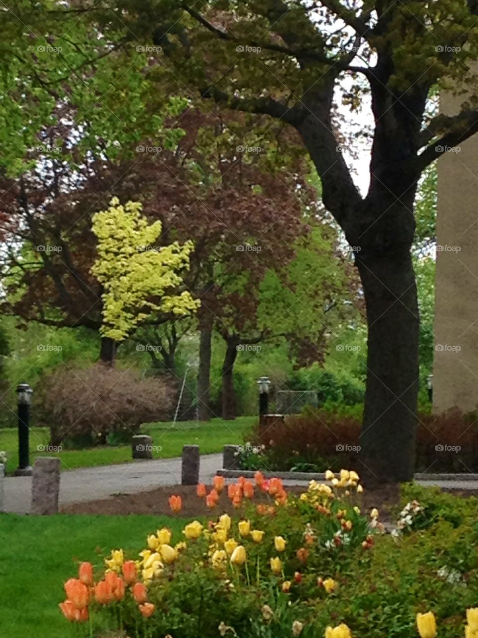 Vårens färgprakt, tulpaner, grönskande träd, springtime, trees, tulips, Årsta Stockholm
