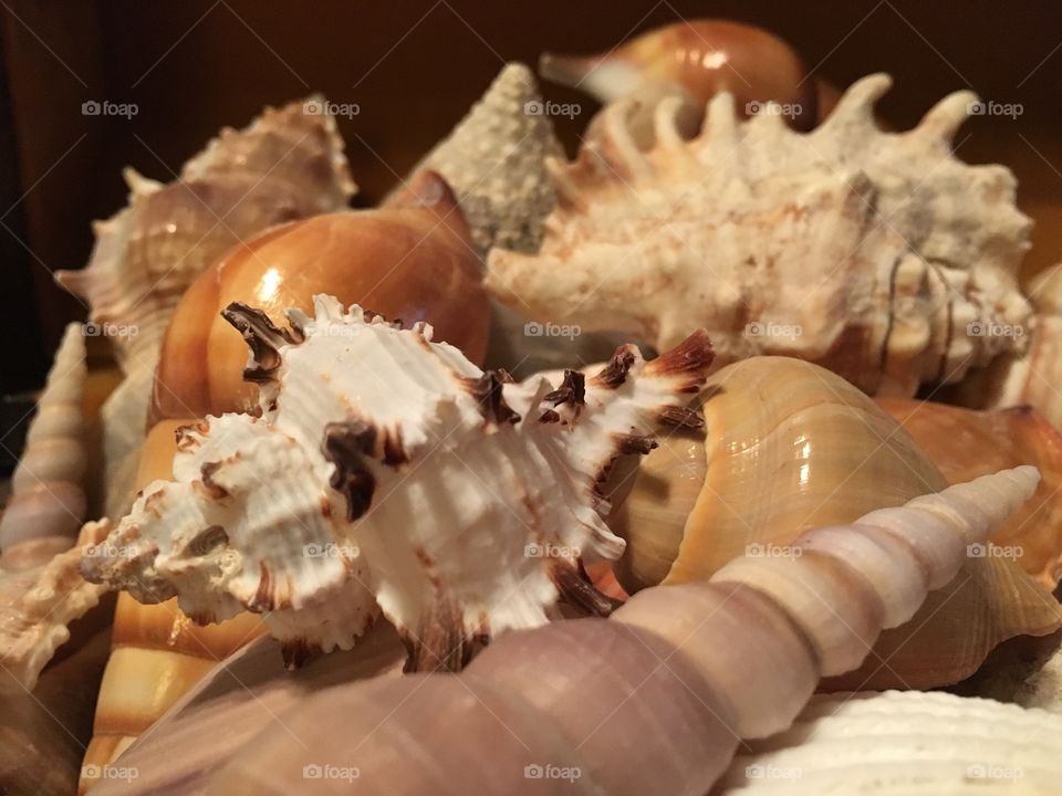 Black and white seashell 