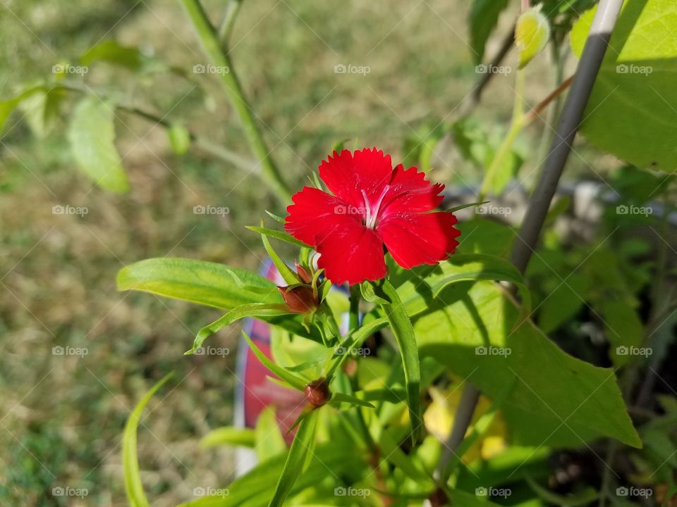 red flower in my garden