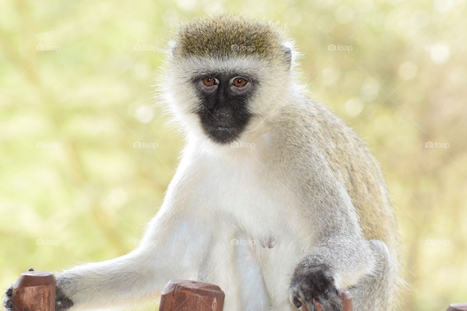 Kenya South African Black-faced Vervet Monkey