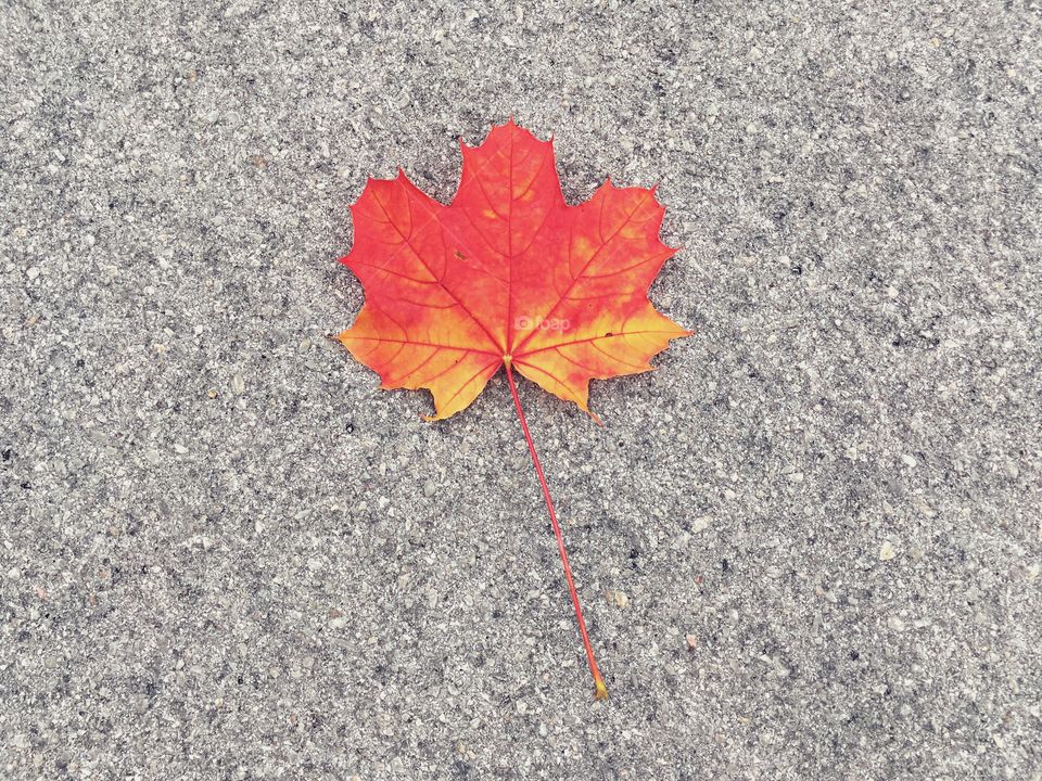 Autumn leaf 🍂!!!