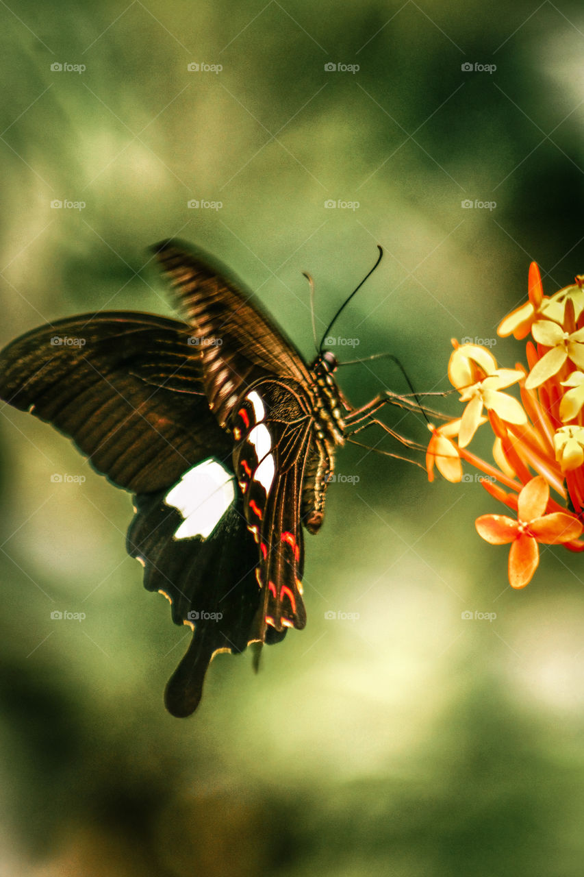 Amazing Photography of flying butterfly. Flying butterfly on green background with flower. flying butterfly