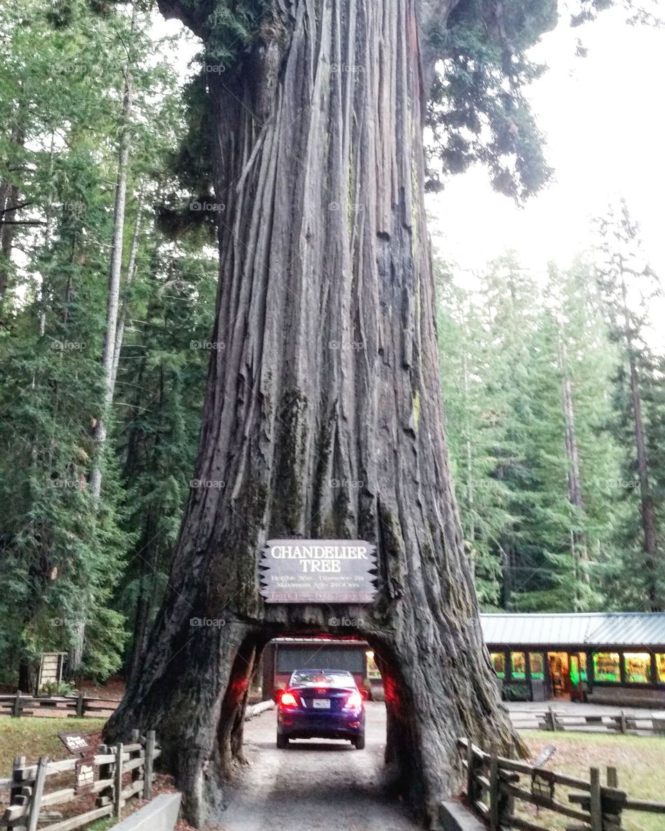 chandelier drive thru tree